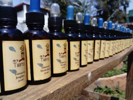 Johanniskraut – Tinktur und Öl selber herstellen